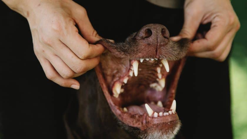 Dog doing Jaw Exercises.