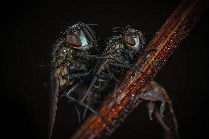 Incline Dumbbell Fly, a joke parody pic of two actual flies.