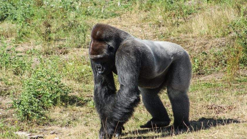 Gorilla thinking about doing a gorilla row.